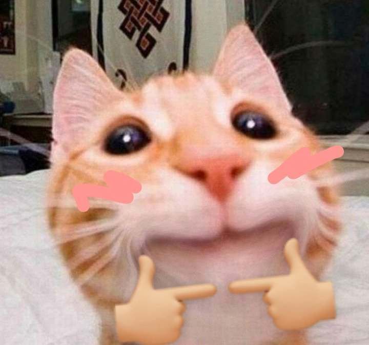 cat2
